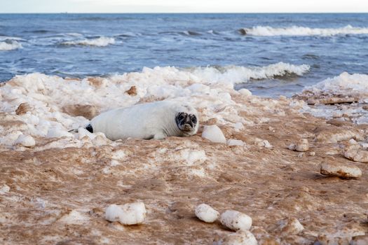 Seabed seal on the sea coast on ice hummocks