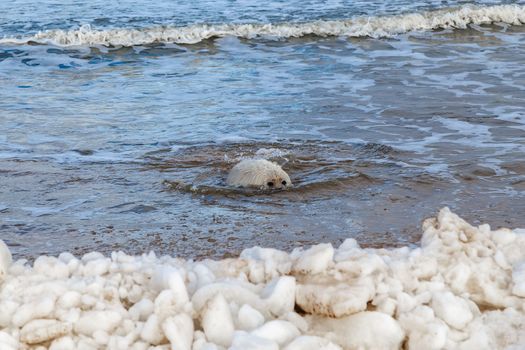 Seabed seal on the sea coast on ice hummocks