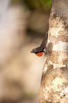 Black Brown anole lizard Anolis sagrei climbs on a tree and alternates between displaying a red dewlap and doing push ups in the Corkscrew Swamp Sanctuary of Naples, Florida.