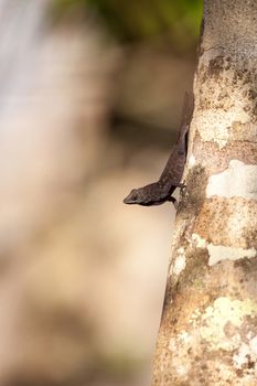 Black Brown anole lizard Anolis sagrei climbs on a tree and alternates between displaying a red dewlap and doing push ups in the Corkscrew Swamp Sanctuary of Naples, Florida.