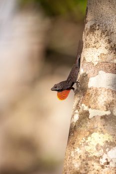 Black Brown anole lizard Anolis sagrei climbs on a tree and alternates between displaying a red dewlap and doing push ups in the Corkscrew Swamp Sanctuary of Naples, Florida.