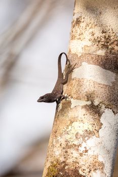 Black Brown anole lizard Anolis sagrei climbs on a tree and alternates between displaying a red dewlap and doing push ups in the Corkscrew Swamp Sanctuary of Naples, Florida.