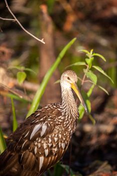 Limpkin wading bird Aramus guarauna in the Corkscrew Swamp Sanctuary of Naples, Florida