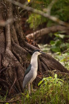 Still Black-crowned night heron shorebird Nycticorax nycticorax hunts in a pond in the Corkscrew Swamp Sanctuary of Naples, Florida