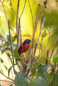 Bright Male Painted bunting bird Passerina ciris forages for food in the bushes and from a bird feeder in Naples, Florida