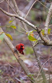 Male red Northern cardinal bird Cardinalis cardinalis perches on a tree in Naples, Florida