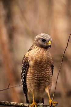 Red shouldered Hawk Buteo lineatus hunts for prey in the Corkscrew Swamp Sanctuary of Naples, Florida