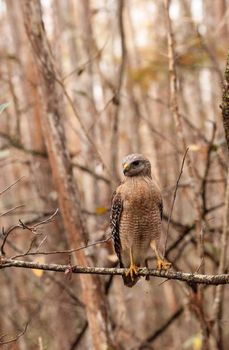 Red shouldered Hawk Buteo lineatus hunts for prey in the Corkscrew Swamp Sanctuary of Naples, Florida