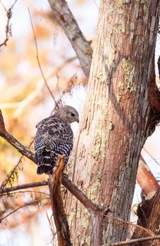 Red shouldered Hawk Buteo lineatus hunts for prey in the Corkscrew Swamp Sanctuary of Naples, Florida