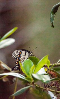 Tiger Swallowtail butterfly Papilio glaucus perches its striped body and yellow wings on a tree in the Corkscrew Swamp Sanctuary of Naples, Florida