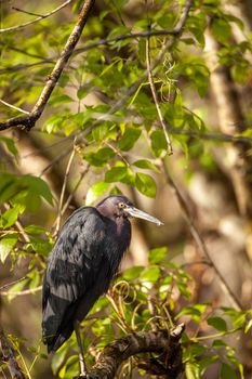 Tricolored heron bird Egretta tricolor hides in a bush in the Corkscrew Swamp Sanctuary of Naples, Florida