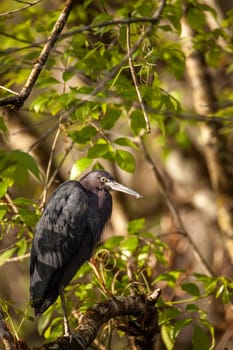 Tricolored heron bird Egretta tricolor hides in a bush in the Corkscrew Swamp Sanctuary of Naples, Florida