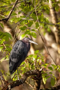 Tricolored heron bird Egretta tricolor hides in a bush in the Corkscrew Swamp Sanctuary of Naples, Florida