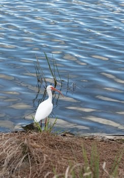 American White ibis Eudocimus albus bird in a pond in a marsh at the Fred C. Babcock and Cecil M. Webb Wildlife Management Area in Punta Gorda, Florida