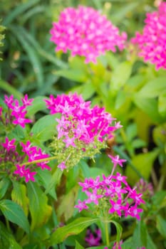 The background image of the colorful flowers, background nature