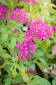 The background image of the colorful flowers, background nature
