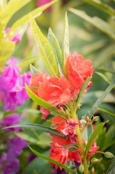The background image of the colorful flowers, background nature