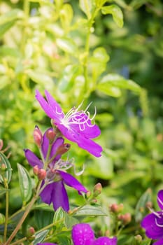 The background image of the colorful flowers, background nature
