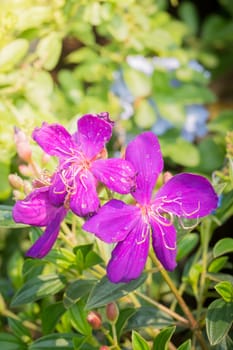 The background image of the colorful flowers, background nature