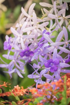 The background image of the colorful flowers, background nature