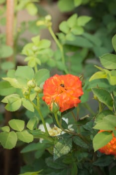 The background image of the colorful flowers, background nature