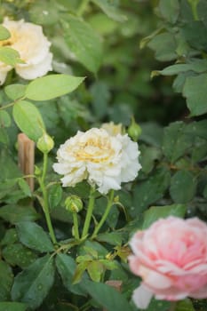 The background image of the colorful flowers, background nature