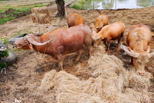 Buffalo chew hay, livestock farming