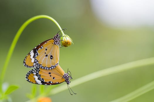 Butterfly mating on the flowers