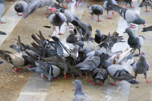 Pigeons eat a lot of food.