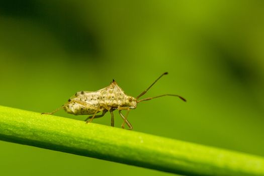 Insects are on green branches with green background.