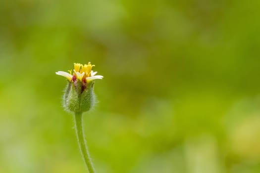 1 yellow grass flower against a green background.