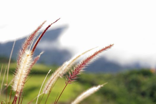 Grass flower with mountain background