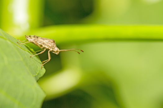 Insects are on green branches with green background.