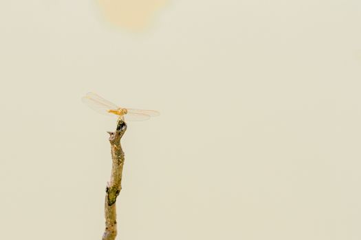 Dragonfly on the main stick in the water.