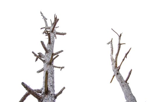 Pine trees with no leaves against a white background.