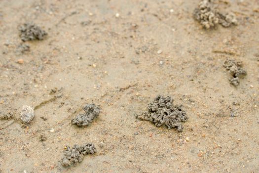 feces of earthworms on the ground