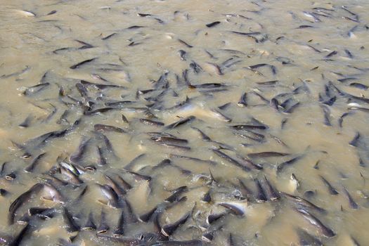 Many fish in the river eat food.