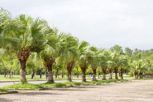 Green palms planted in a park.