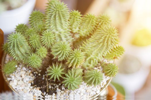 Cactus in pots with artificial light