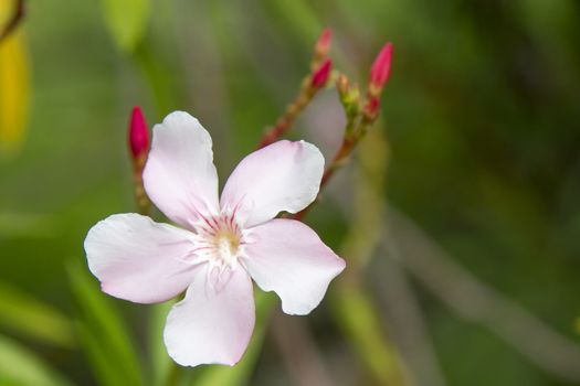 Pink flowers with green background