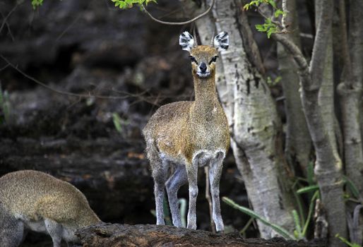 Antelope wild Dik-Dik (Madoqua) in the national park of Tsavo in Kenya