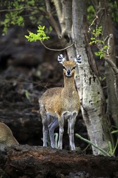 Antelope wild Dik-Dik (Madoqua) in the national park of Tsavo in Kenya