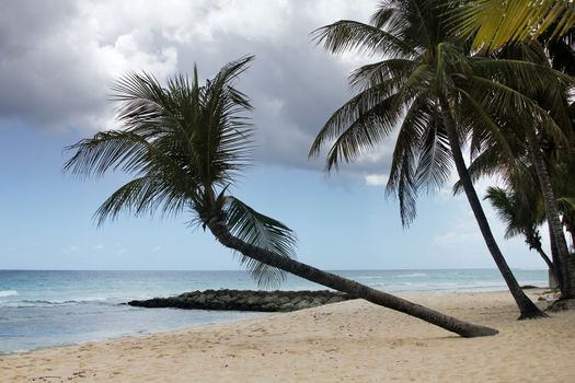 View of nice tropical beach with palm. Barbados