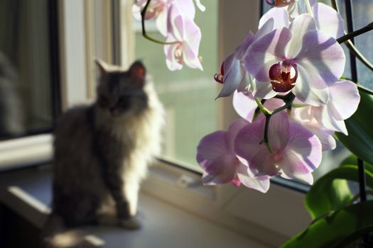 Sad cat on a window sill and an orchid