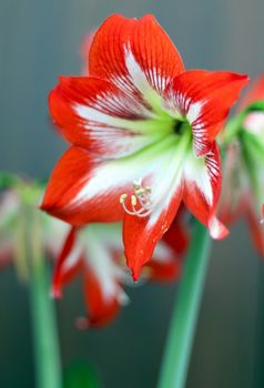 red flower with latin name Amaryllis or Hippeastrumon on light background