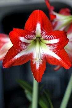 red flower with latin name Amaryllis or Hippeastrumon on dark background