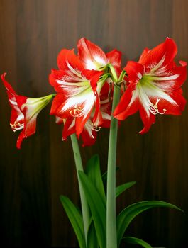 red flowers with latin name Amaryllis or Hippeastrumon on light dark background
