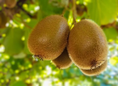 Close up of ripe kiwi fruit hanging from the vine.