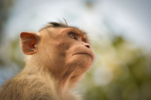 portrait of bonnet macaque monkey.