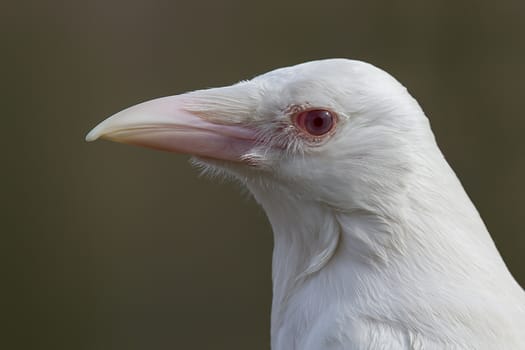 very close photograph in profile of a rare albino crow